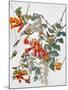 Audubon: Hummingbird-John James Audubon-Mounted Giclee Print