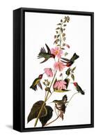 Audubon: Hummingbird-John James Audubon-Framed Stretched Canvas