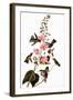 Audubon: Hummingbird-John James Audubon-Framed Giclee Print