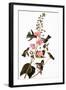 Audubon: Hummingbird-John James Audubon-Framed Giclee Print