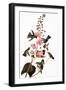 Audubon: Hummingbird-John James Audubon-Framed Giclee Print