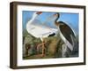 Audubon: Ibis-John James Audubon-Framed Giclee Print