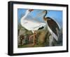 Audubon: Ibis-John James Audubon-Framed Giclee Print