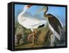 Audubon: Ibis-John James Audubon-Framed Stretched Canvas