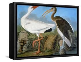 Audubon: Ibis-John James Audubon-Framed Stretched Canvas