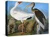 Audubon: Ibis-John James Audubon-Stretched Canvas