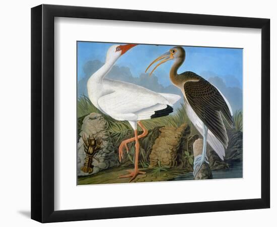 Audubon: Ibis-John James Audubon-Framed Giclee Print