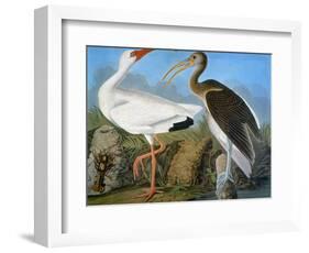 Audubon: Ibis-John James Audubon-Framed Giclee Print