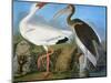 Audubon: Ibis-John James Audubon-Mounted Giclee Print