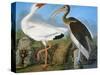 Audubon: Ibis-John James Audubon-Stretched Canvas