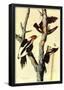 Audubon Ivory-Billed Woodpecker Bird Art Poster Print-null-Framed Poster