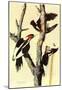 Audubon Ivory-Billed Woodpecker Bird Art Poster Print-null-Mounted Poster