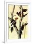 Audubon Ivory-Billed Woodpecker Bird-null-Framed Art Print