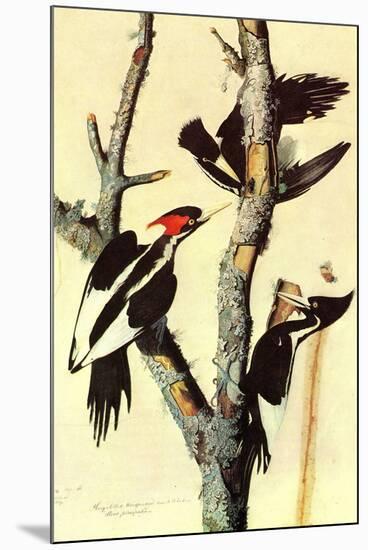 Audubon Ivory-Billed Woodpecker Bird-null-Mounted Art Print