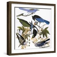 Audubon: Jay And Magpie-John James Audubon-Framed Giclee Print