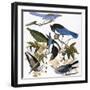 Audubon: Jay And Magpie-John James Audubon-Framed Giclee Print