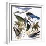 Audubon: Jay And Magpie-John James Audubon-Framed Giclee Print