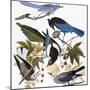 Audubon: Jay And Magpie-John James Audubon-Mounted Giclee Print