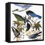 Audubon: Jay And Magpie-John James Audubon-Framed Stretched Canvas