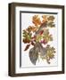 Audubon: Jay-John James Audubon-Framed Giclee Print