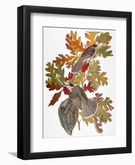 Audubon: Jay-John James Audubon-Framed Giclee Print