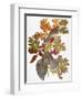 Audubon: Jay-John James Audubon-Framed Giclee Print