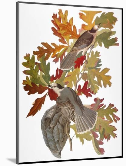 Audubon: Jay-John James Audubon-Mounted Giclee Print