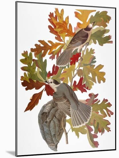 Audubon: Jay-John James Audubon-Mounted Giclee Print