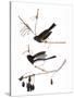 Audubon: Junco, 1827-John James Audubon-Stretched Canvas