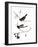 Audubon: Junco, 1827-John James Audubon-Framed Giclee Print