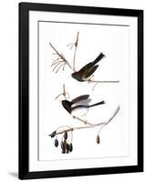 Audubon: Junco, 1827-John James Audubon-Framed Giclee Print