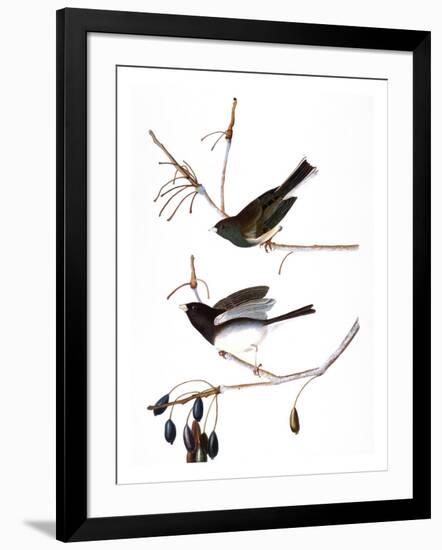 Audubon: Junco, 1827-John James Audubon-Framed Giclee Print