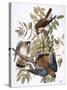 Audubon: Kestrel, 1827-John James Audubon-Stretched Canvas