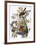 Audubon: Kestrel, 1827-John James Audubon-Framed Giclee Print