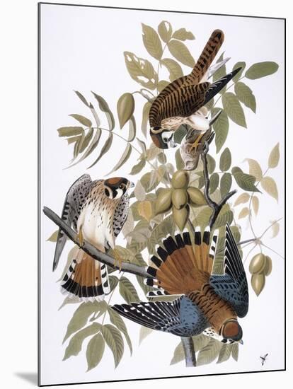 Audubon: Kestrel, 1827-John James Audubon-Mounted Giclee Print
