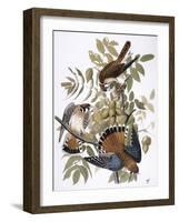 Audubon: Kestrel, 1827-John James Audubon-Framed Giclee Print