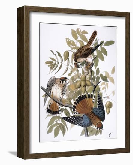 Audubon: Kestrel, 1827-John James Audubon-Framed Giclee Print