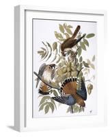 Audubon: Kestrel, 1827-John James Audubon-Framed Giclee Print