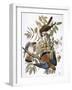 Audubon: Kestrel, 1827-John James Audubon-Framed Giclee Print