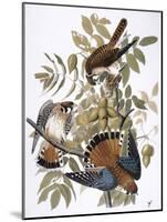 Audubon: Kestrel, 1827-John James Audubon-Mounted Giclee Print