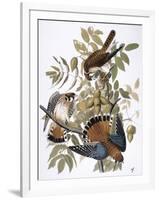 Audubon: Kestrel, 1827-John James Audubon-Framed Giclee Print