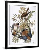 Audubon: Kestrel, 1827-John James Audubon-Framed Giclee Print