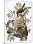 Audubon: Kestrel, 1827-John James Audubon-Mounted Giclee Print