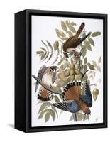 Audubon: Kestrel, 1827-John James Audubon-Framed Stretched Canvas