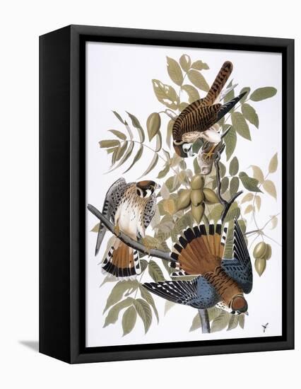 Audubon: Kestrel, 1827-John James Audubon-Framed Stretched Canvas