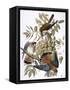 Audubon: Kestrel, 1827-John James Audubon-Framed Stretched Canvas