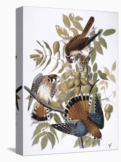 Audubon: Kestrel, 1827-John James Audubon-Stretched Canvas