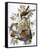 Audubon: Kestrel, 1827-John James Audubon-Framed Stretched Canvas