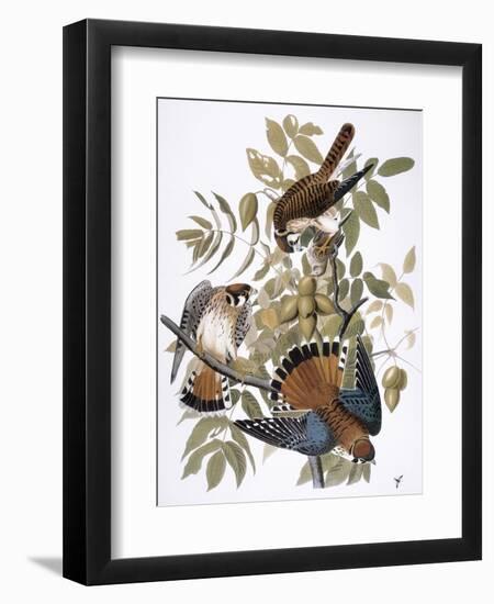 Audubon: Kestrel, 1827-John James Audubon-Framed Premium Giclee Print