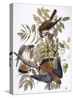 Audubon: Kestrel, 1827-John James Audubon-Stretched Canvas